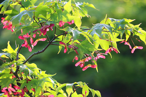 Stock garden photo of maple seeds growing underneath the green leaves of acer palmatum osakazuki Japanese maple tree, famous for its autumn fall colours and similar to Norway maple.