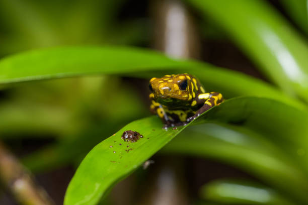 Harlequin poison dart frog in a bromeliad