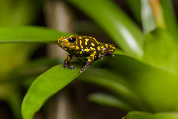Harlequin poison dart frog in a bromeliad