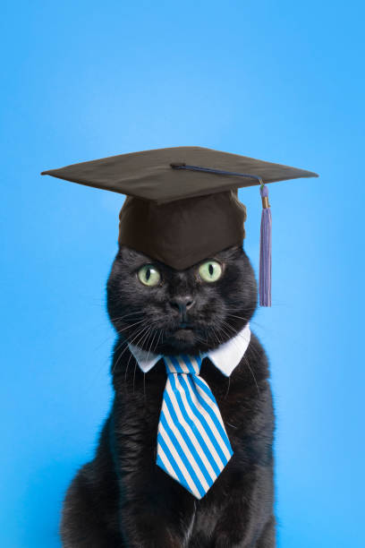 Cat Graduate - fotografia de stock