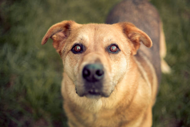German shepard husky mix portrait