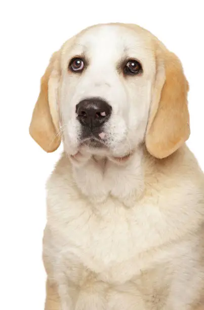 Young Central Asian Shepherd dog puppy. Close-up portrait on white background, front view