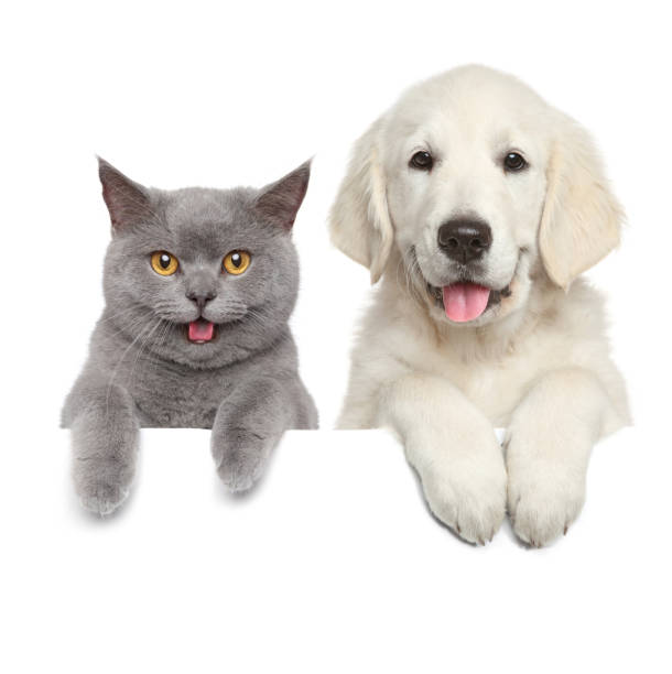 Cat and dog over white banner Cat and dog above banner, isolated on white background grey cat white paws stock pictures, royalty-free photos & images