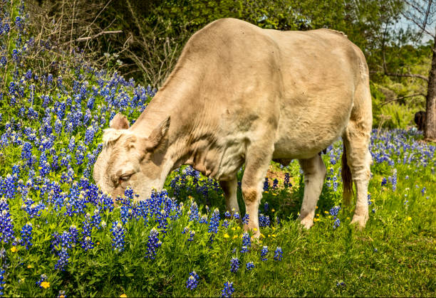 istock Cow grazing between blue bonnets in Texas 1147987148