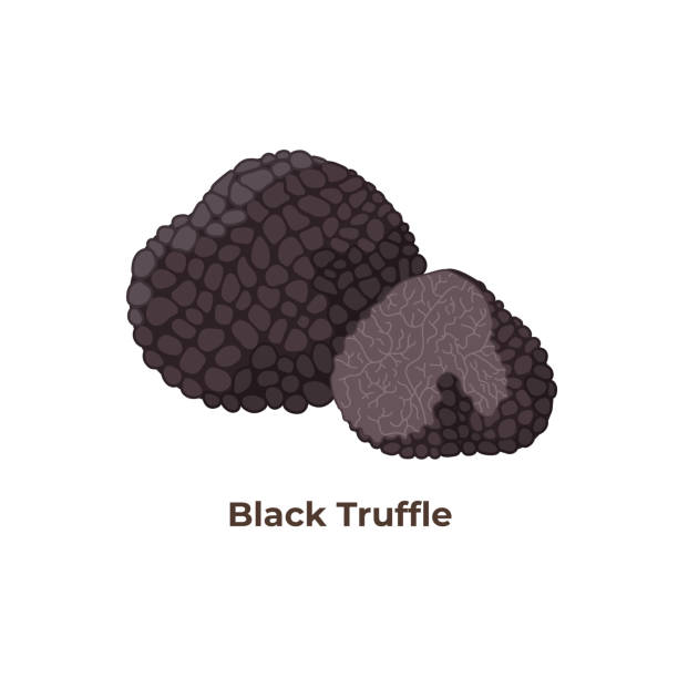 ilustrações, clipart, desenhos animados e ícones de cogumelos pretos da trufa isolados no fundo branco, ilustração do vetor no projeto liso. - truffle