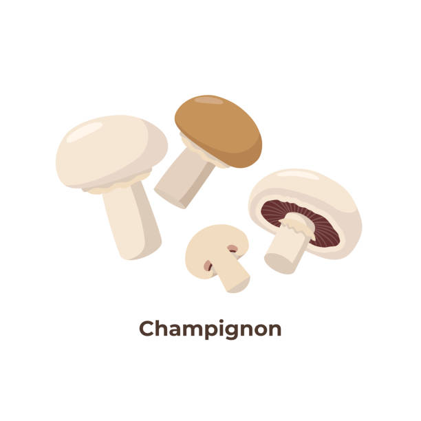 ilustraciones, imágenes clip art, dibujos animados e iconos de stock de setas de champignon aisladas sobre fondo blanco, ilustración vectorial en diseño plano. grupo de setas portobello. - edible mushroom white mushroom isolated white