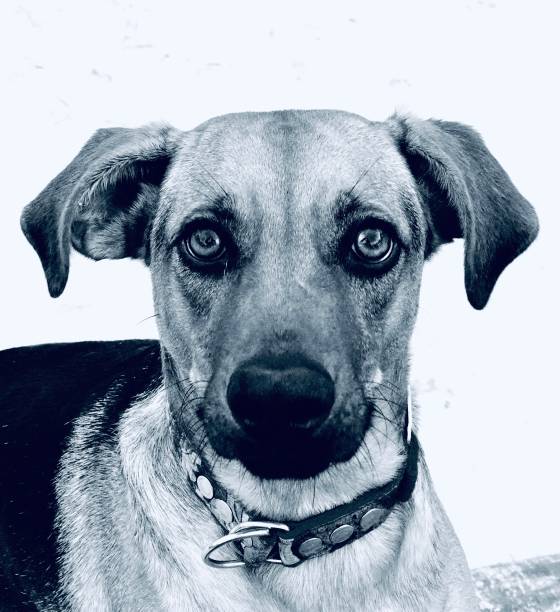istock Dog Portrait 1147987476