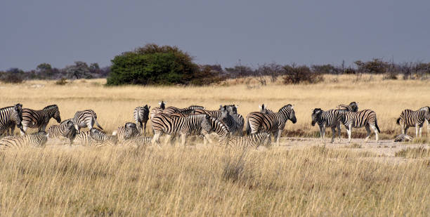 istock Mountain Zebra, Equus zebra in Etosha National Park, Namibia 1147988079