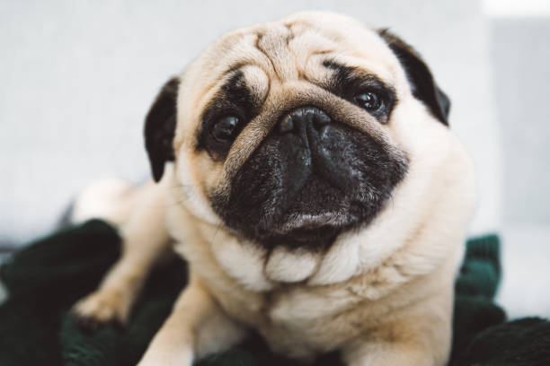 istock Portrait of serious dog 1147988264