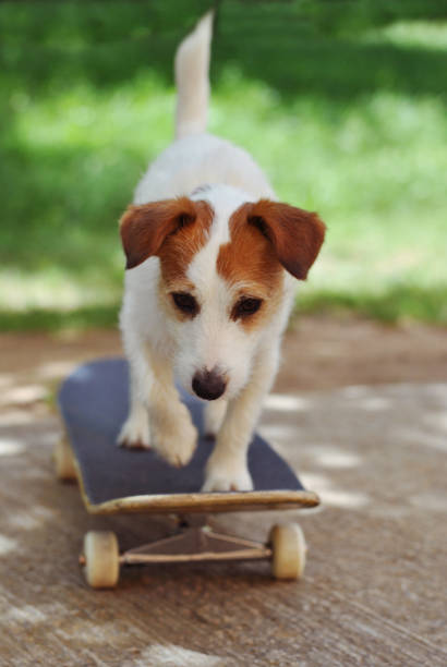 istock JACK RUSSELL DOG ON SKATEBOARD WEARING ON SUMMER VACATION. 1147989733