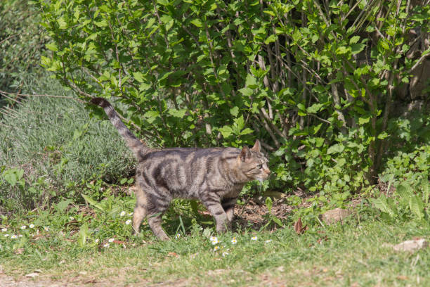 istock A sad cat is walking in garden in a sunny day. 1147991602
