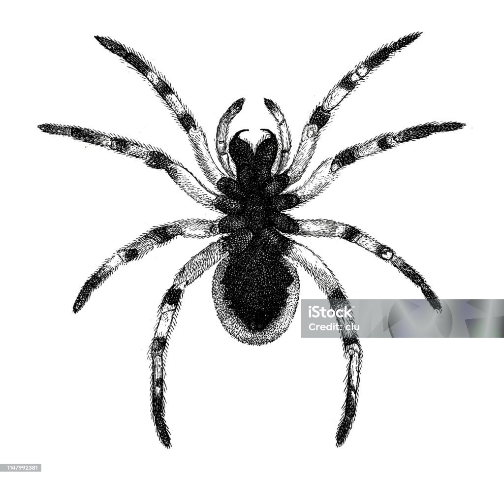 Spider: black-bellied tarantula, bottom Illustration from 19th century Spider stock illustration