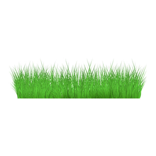 istock Summer, spring green grass and lawn border on isolated background in realistic style. 1147995451
