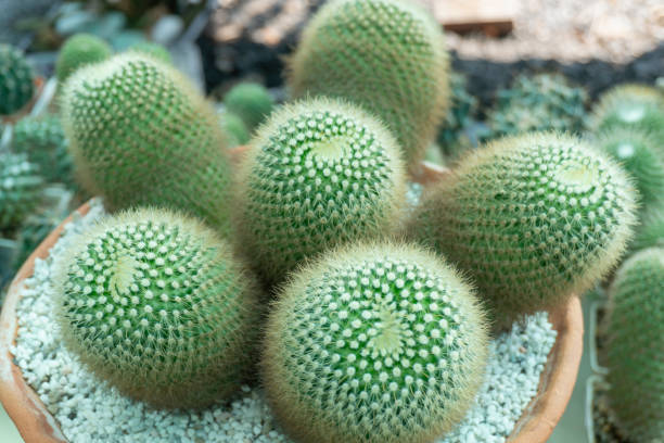 istock Cactus is a perennial shrub. 1147995783