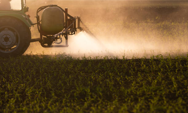 istock Tractor spraying pesticides at corn fields 1147995963