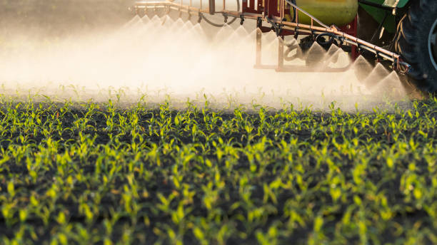 Tractor spraying pesticides at corn fields