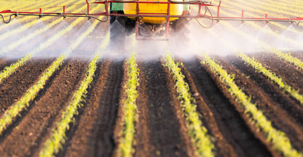 istock Tractor spraying pesticides at corn fields 1147996025