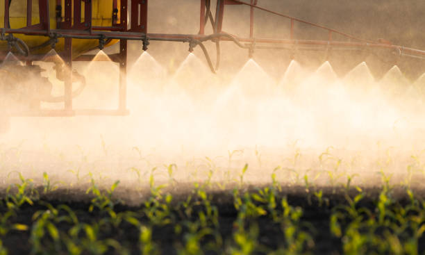 istock Tractor spraying pesticides at corn fields 1147996027