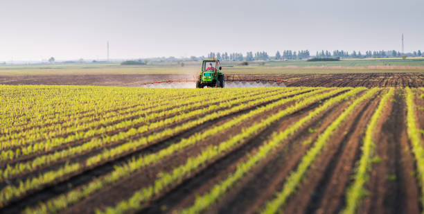istock Tractor spraying pesticides at corn fields 1147996028