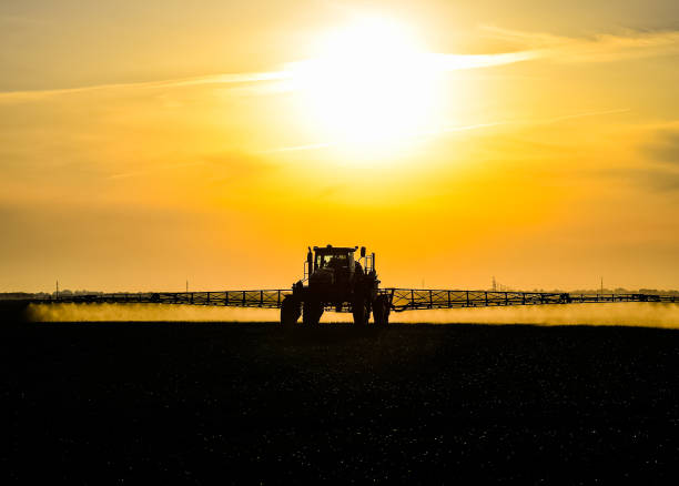 tractor with the help of a sprayer sprays liquid fertilizers on young wheat in the field. Tractor with the help of a sprayer sprays liquid fertilizers on young wheat in the field. The use of finely dispersed spray chemicals. Tractor on the sunset background. herbicide stock pictures, royalty-free photos & images