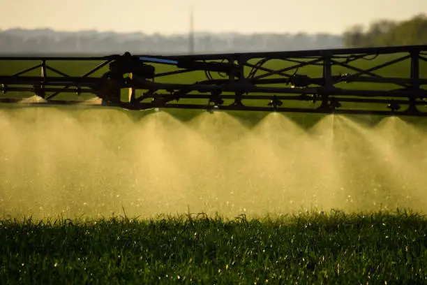Jets of liquid fertilizer from the tractor sprayer. Tractor with the help of a sprayer sprays liquid fertilizers on young wheat in the field. The use of finely dispersed spray chemicals.