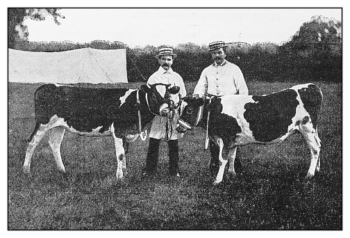 Antique photo: Guernsey Calves