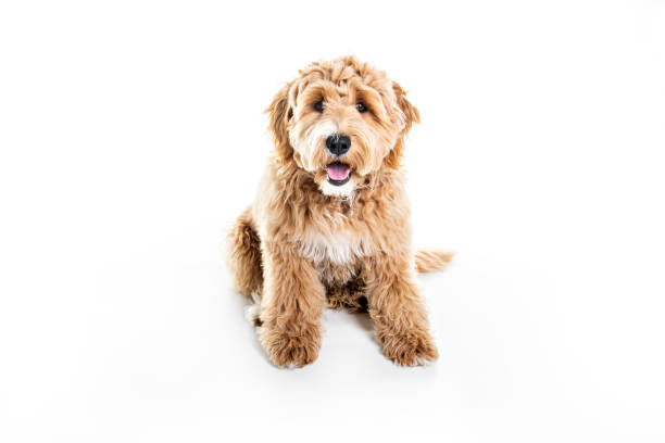 perro labradoodle dorado aislado sobre fondo blanco - labradoodle fotografías e imágenes de stock