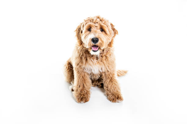 Golden Labradoodle dog isolated on white background A Golden Labradoodle dog isolated on white background labradoodle stock pictures, royalty-free photos & images