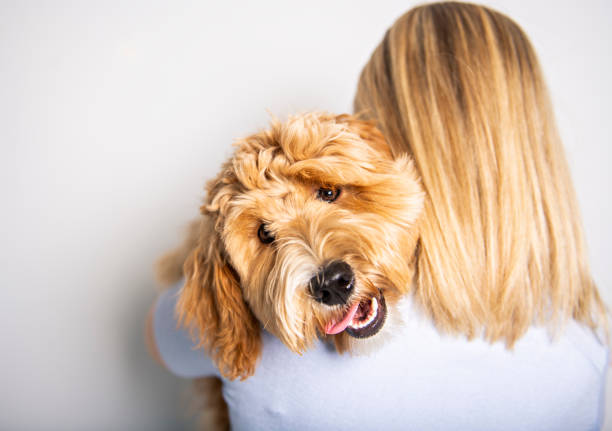woman with his Golden Labradoodle dog isolated on white background A woman with his Golden Labradoodle dog isolated on white background labradoodle stock pictures, royalty-free photos & images
