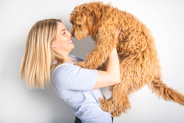 woman with his Golden Labradoodle dog isolated on white background A woman with his Golden Labradoodle dog isolated on white background goldendoodle stock pictures, royalty-free photos & images