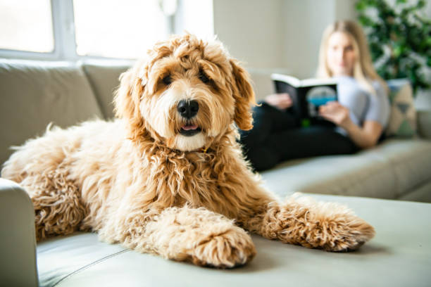 mujer con su perro labradoodle dorado leyendo en casa - labradoodle fotografías e imágenes de stock