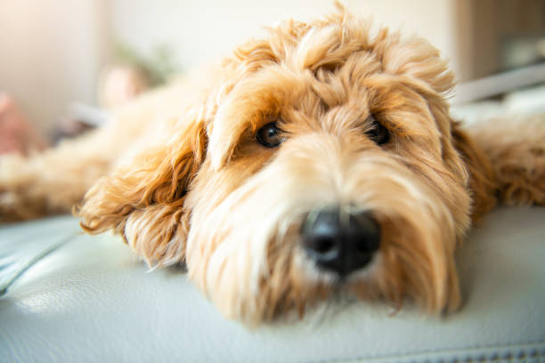 perro labradoodle dorado en casa en el sofá - labradoodle fotografías e imágenes de stock