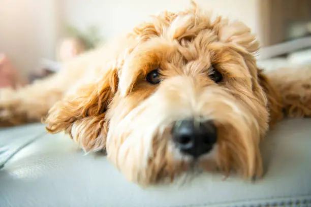 A Golden Labradoodle dog at home on the sofa