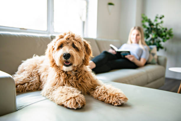 woman with his Golden Labradoodle dog reading at home A woman with his Golden Labradoodle dog at home goldendoodle stock pictures, royalty-free photos & images