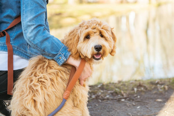 счастливый labradoodle собака и женщина снаружи в парке - irish setter стоковые фото и изображения