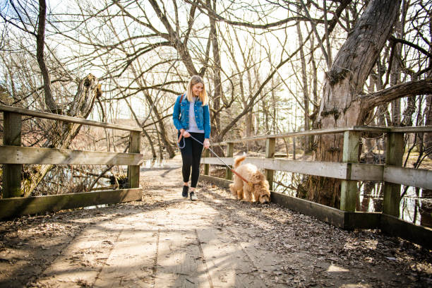 счастливый labradoodle собака и женщина снаружи в парке - irish setter стоковые фото и изображения