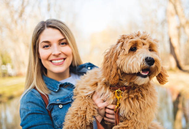 счастливый labradoodle собака и женщина снаружи в парке - irish setter стоковые фото и изображения