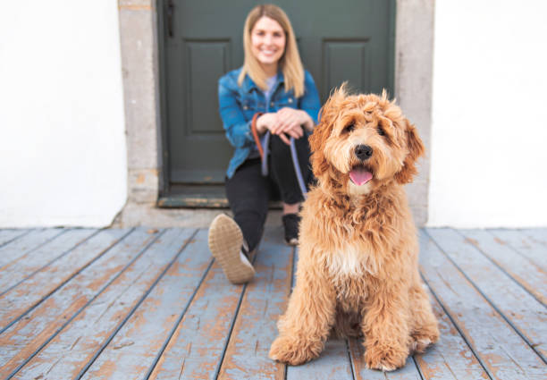 labradoodle собака и женщина снаружи на балконе - irish setter стоковые фото и изображения