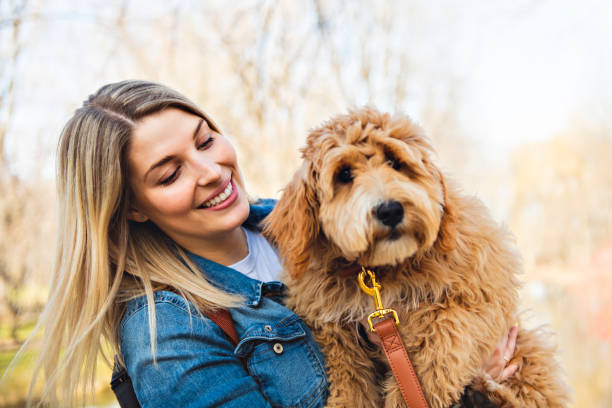 счастливый labradoodle собака и женщина снаружи в парке - irish setter стоковые фото и изображения