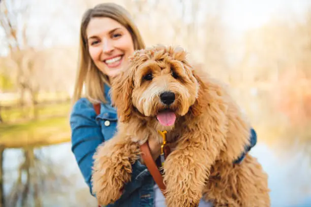 Photo of Happy Labradoodle Dog and woman outside at the park