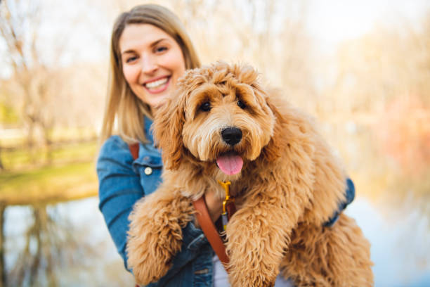 счас�тливый labradoodle собака и женщина снаружи в парке - irish setter стоковые фото и изображения