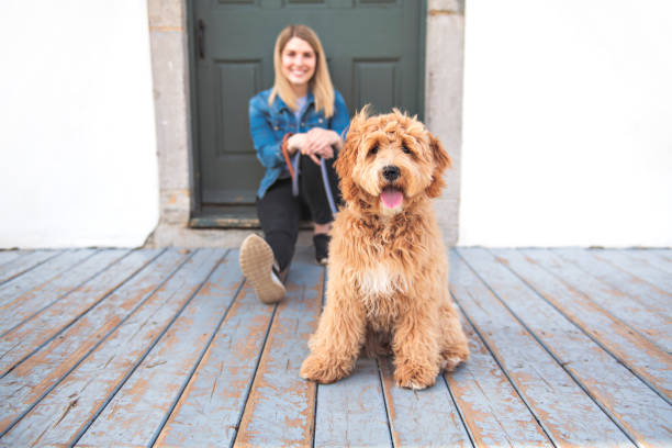labradoodle собака и женщина снаружи на балконе - irish setter стоковые фото и изображения