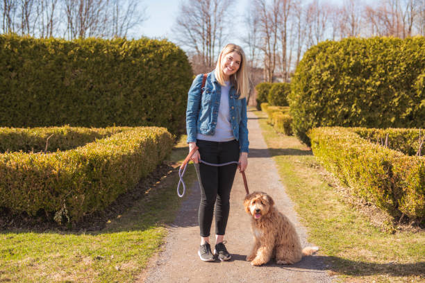 счастливый labradoodle собака и женщина снаружи в парке - irish setter стоковые фото и изображения