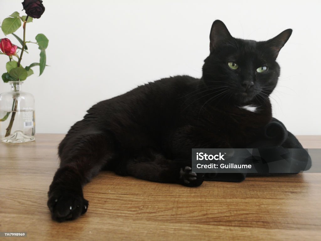 Cat lying on the table Cat lying on the dining table Animal Stock Photo