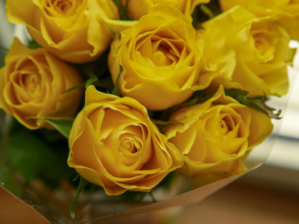 istock Close view of fresh yellow roses 1147998974