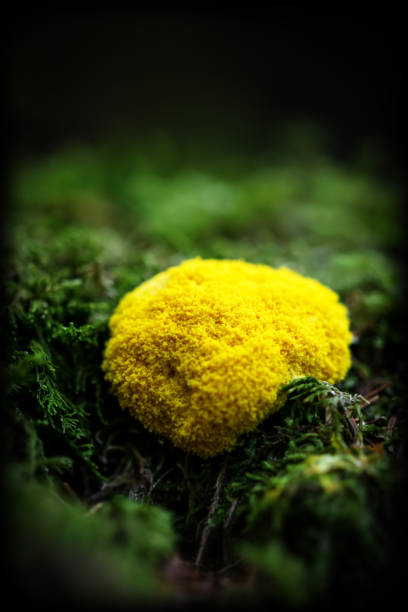 Fuligo Septica, slime mold into a mossy ground in the forest, black copyspace