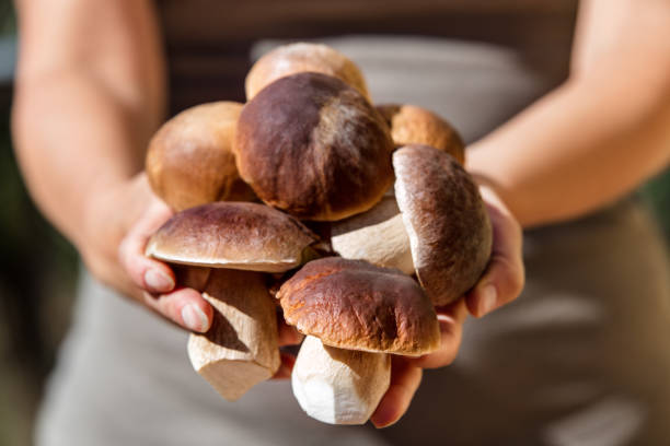 mulher que prende muitos porcini frescos e crus, boletus edulis saison - cepe - fotografias e filmes do acervo