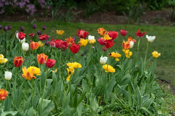 istock tulip blossom in baltimore sherwood gardens 1147999418