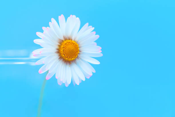 Summer Daisy Meadow