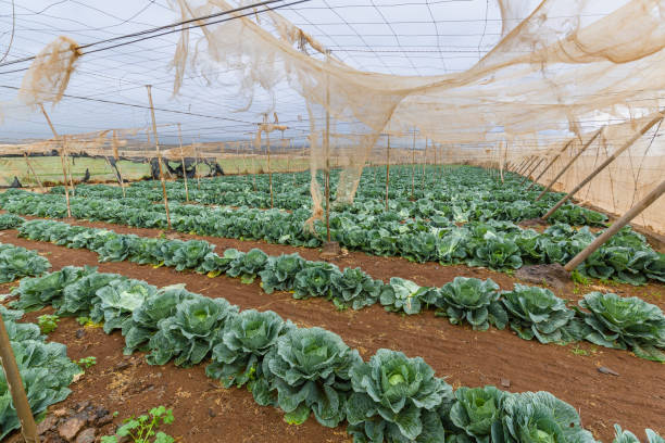 istock Growing vegetables in greenhouses with irrigation 1148000023